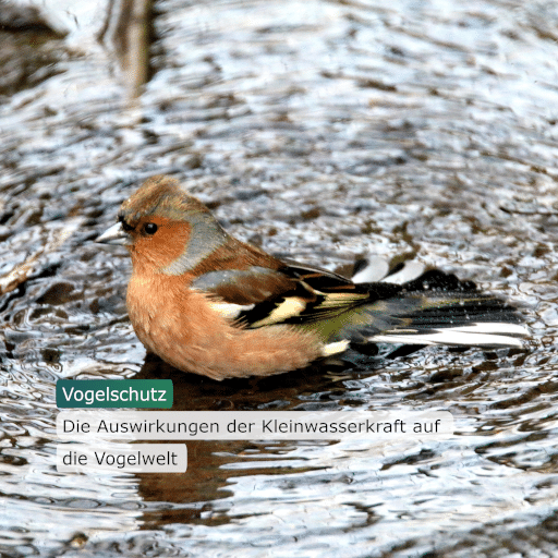 Kleinwasserkraft und Vogelschutz