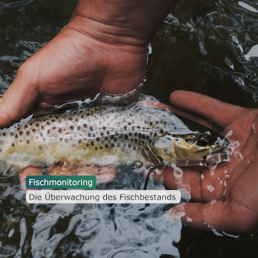 Fischmonitoring